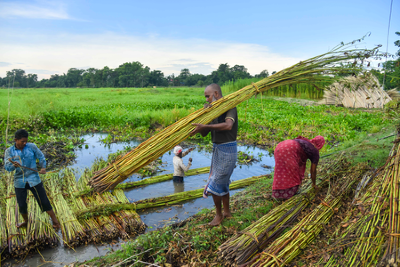 केंद्र ने कच्चे जूट का एमएसपी बढ़ाया, किसानों को मिलेगा लाभ