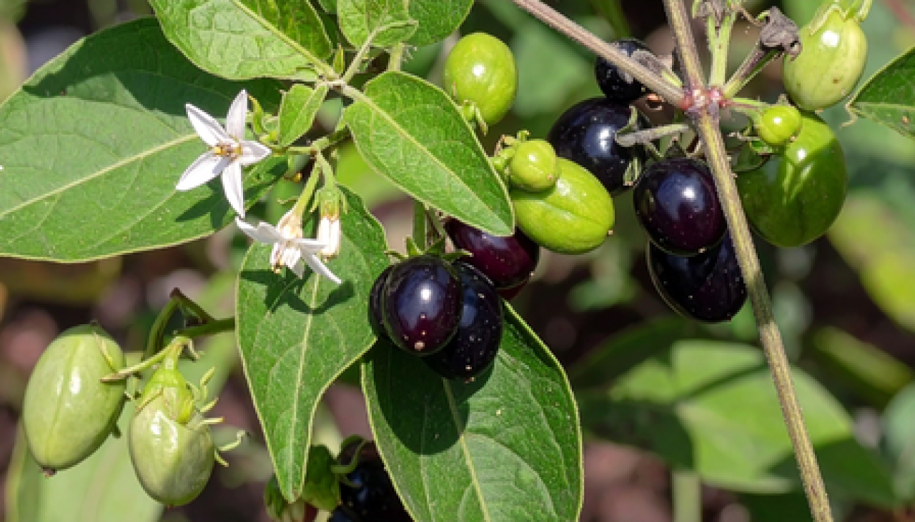 आयुर्वेद की जादुई जड़ी-बूटी ‘मकोय’ के अद्भुत लाभ