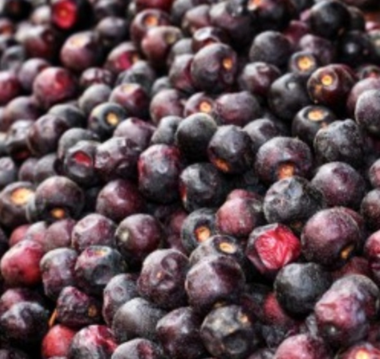 फालसा: गर्मियों में पाचन और दिल की सेहत के लिए वरदान